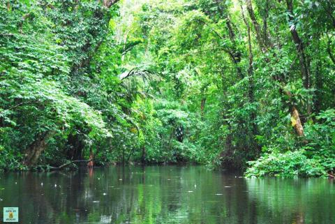 Tortuguero